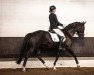 dressage horse Humphrey Bogart (Trakehner, 2015, from Grimani)