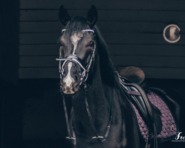 dressage horse Fearless Damon (Hanoverian, 2018, from Floris Prince)