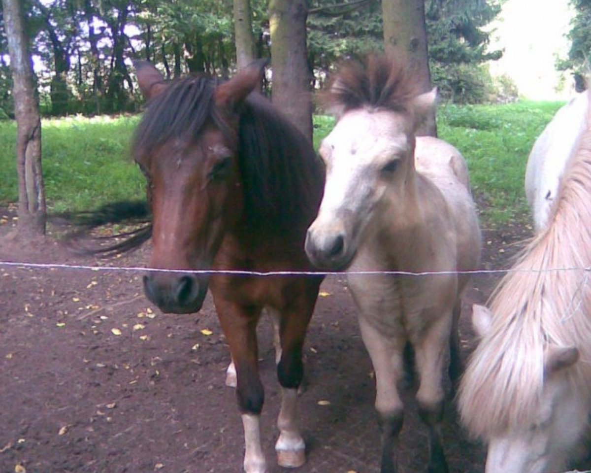 Zuchtstute Polly 178 (Welsh Mountain Pony (Sek.A),  )