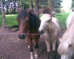 Zuchtstute Polly 178 (Welsh Mountain Pony (Sek.A),  )