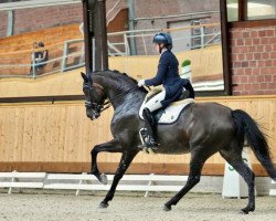 dressage horse L'Esperado 2 (Oldenburg, 2010, from L'espoir)