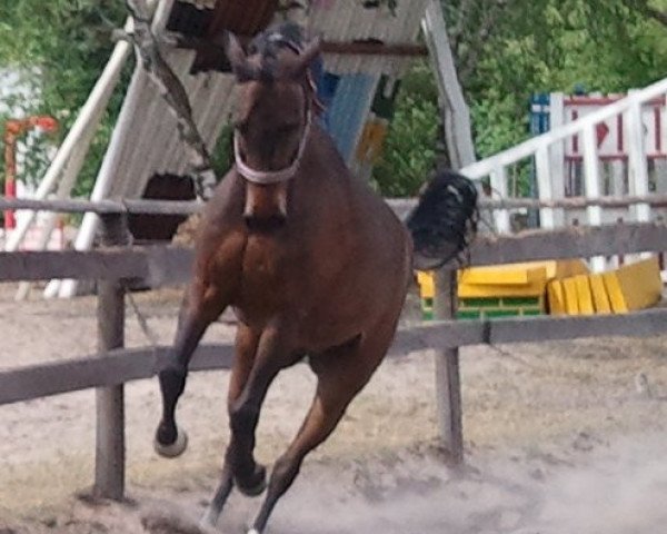 dressage horse Dandelo 2 (German Riding Pony, 1994, from Dressman)