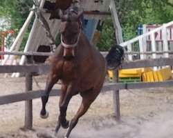 dressage horse Dandelo 2 (German Riding Pony, 1994, from Dressman)