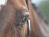 dressage horse Frances 16 (Hanoverian, 1999, from Fabriano)