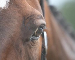 dressage horse Frances 16 (Hanoverian, 1999, from Fabriano)