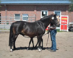 Zuchtstute Mary-Lou (Deutsches Reitpony, 1991, von Mylord)