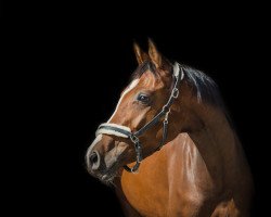 dressage horse Ziemlich Zoom (Westphalian, 2018, from Zoom)