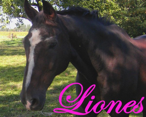 horse Liones (Oldenburg, 1981, from Lurioso)