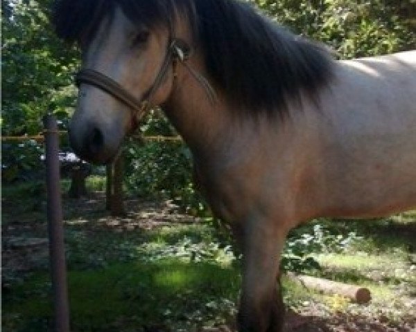 horse Djarfur (Iceland Horse, 2008, from Opal fra Bakkakoti)