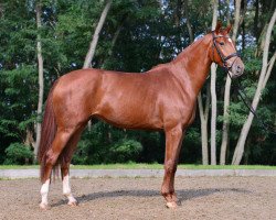 dressage horse Alexa 432 (Oldenburg, 2011, from Zack)