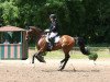 dressage horse Fred Astaire L (Hessian Warmblood, 2001, from Floretto N)