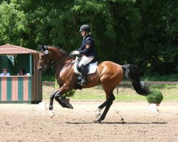 dressage horse Fred Astaire L (Hessian Warmblood, 2001, from Floretto N)