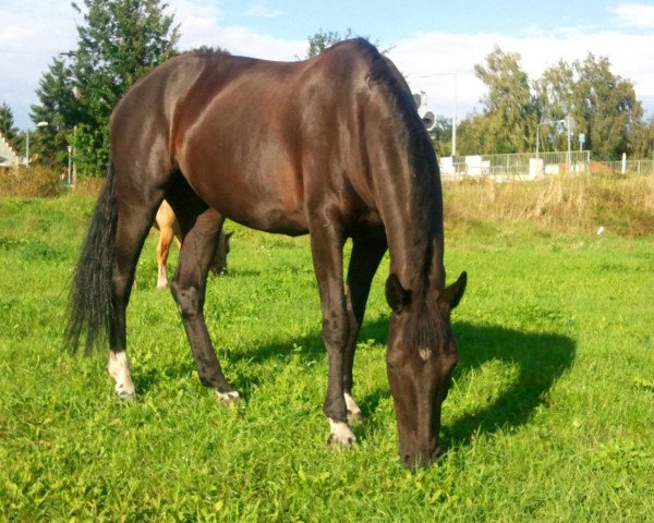 broodmare Geschee (Mecklenburg, 2000, from Gloriosus)