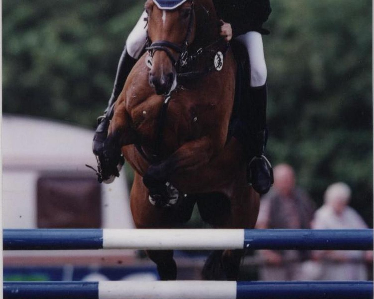 broodmare Elegante (Westphalian, 1994, from Ehrentusch)