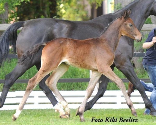 jumper Quick Dancer (Hanoverian, 2010, from Quintender 2)