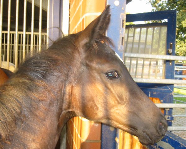 dressage horse Basteth (Trakehner, 2009, from Hibiskus)