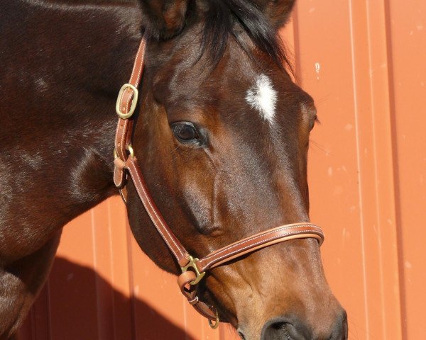 broodmare Baghira (Trakehner, 1995, from Argument)