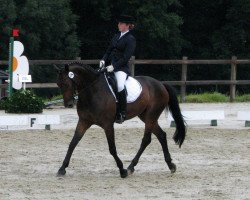 dressage horse Fritzchen 55 (Westphalian, 2002, from Feinsinn)