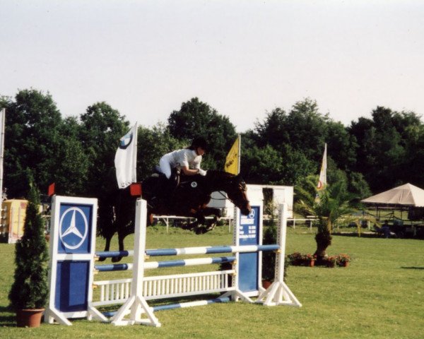 jumper Amos 59 (Westphalian, 1999, from Arpeggio)