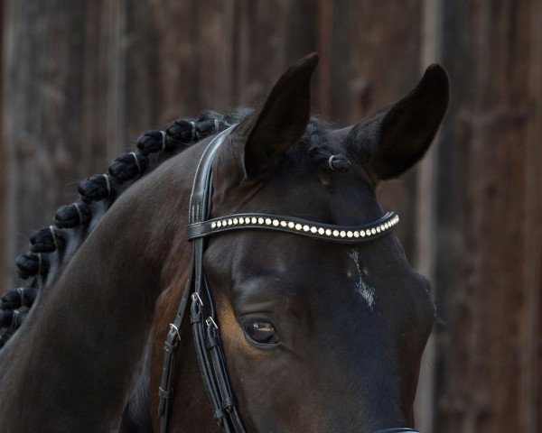 dressage horse Rubin Royal's Firlefanz (Westphalian, 2017, from Rubin Royal OLD)