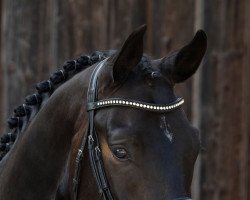 Pferd Rubin Royal's Firlefanz (Westfale, 2017, von Rubin Royal)
