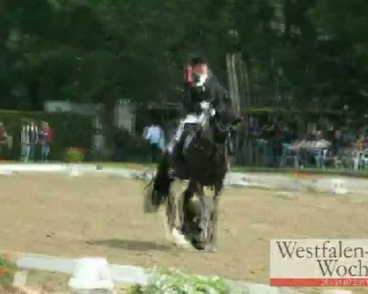 dressage horse Sir Peter 6 (Westphalian, 2005, from Sir Donnerhall I)