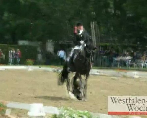 dressage horse Sir Peter 6 (Westphalian, 2005, from Sir Donnerhall I)