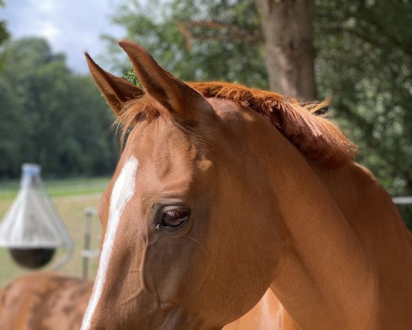 horse Belina (Hanoverian, 2008, from Harmony's Baroncelli)