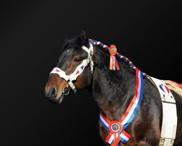 stallion Jim van 't Roetaart (Belgian Ardennes, 2014, from Matteo van 't Rietenhof)