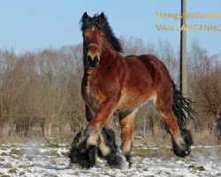 Pferd Gentil van de Vendoorn (Brabanter/Belgisches Kaltblut, 2018, von Jim van 't Roetaart)