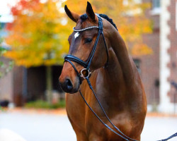 stallion Ogano (Belgian Warmblood, 2012, from Ogano Sitte)