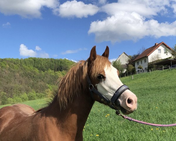 horse Ormond Lili Dlos (Welsh-Cob (Sek. C), 2020, from Parvadean Rhydian)