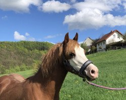 Pferd Ormond Lili Dlos (Welsh-Cob (Sek. C), 2020, von Parvadean Rhydian)