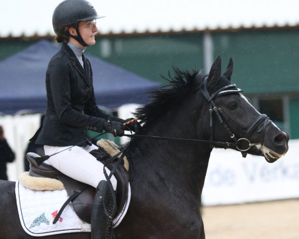 dressage horse Argus 122 (Czech Warmblood, 2013)