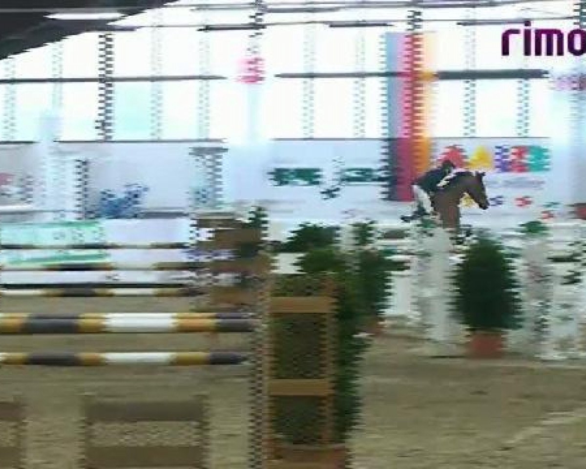 jumper Zephyr (KWPN (Royal Dutch Sporthorse), 2004, from Phin Phin)