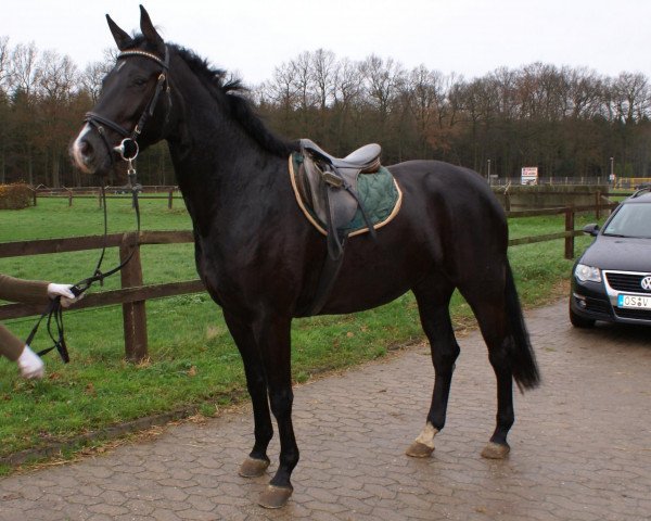 broodmare Wellness (Hanoverian, 2006, from Weltmeyer)