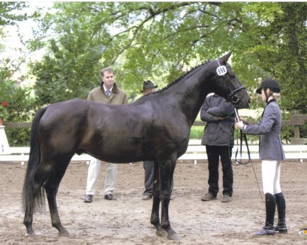 dressage horse Werner 55 (Hanoverian, 2004, from Weltmeyer)