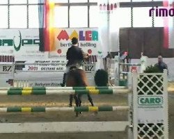 jumper Vhamanta (KWPN (Royal Dutch Sporthorse), 2002)