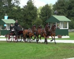 horse Gismo (KWPN (Royal Dutch Sporthorse), 2004)