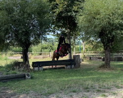 dressage horse Charlyne Es (German Riding Pony, 2007, from Cobold Es)