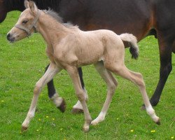 Dressurpferd Curry (Deutsches Reitpony, 2011, von Top Carlos Cassini)