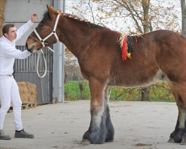 horse Pim van de Fonteine (Brabant/Belgian draft horse, 2019, from Jim van 't Roetaart)