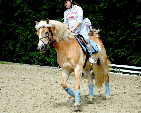 horse Wintano (Haflinger, 1994, from Wico)