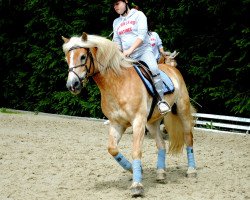 horse Wintano (Haflinger, 1994, from Wico)