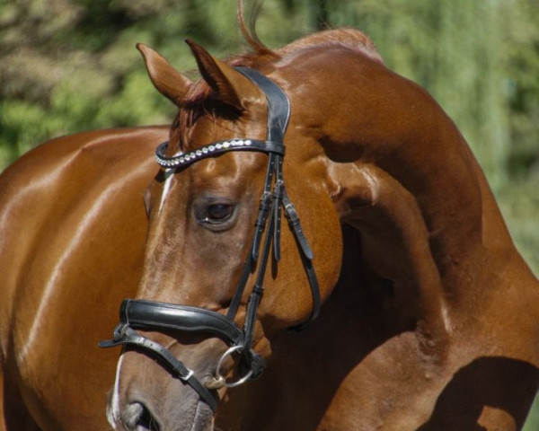 dressage horse Quadro Fino (Hanoverian, 2016, from Quantensprung 3)