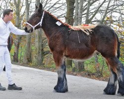 Pferd Koss van de Ronewijk (Brabanter/Belgisches Kaltblut, 2020, von Jim van 't Roetaart)