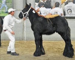 Pferd Kimi van St Martens (Brabanter/Belgisches Kaltblut, 2021, von Jim van 't Roetaart)