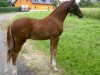 dressage horse Quadron D'or G (German Warmblood, 2010, from Quaterback)