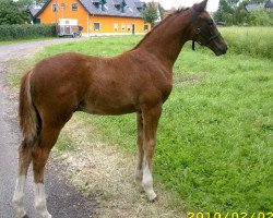 dressage horse Quadron D'or G (German Warmblood, 2010, from Quaterback)