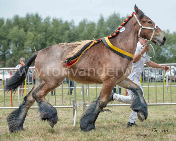 Pferd Storm van 't Roetaart (Brabanter/Belgisches Kaltblut, 2021, von Jim van 't Roetaart)